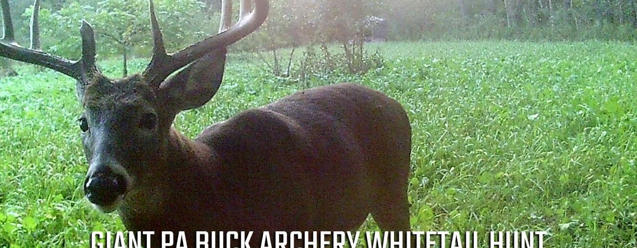 GIANT PA Buck Archery Whitetail Hunt Wired Outdoors